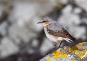Steinschmaetzer - Wheatear (Oenanthe oenanthe)